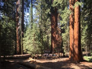 Read more about the article Sequoia/Kings Canyon National Park