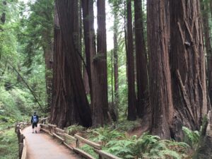 Read more about the article Muir Woods National Monument